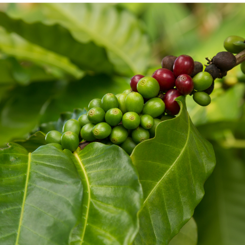 Healthy Hawaiian Coffee